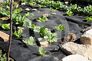 Building a vegetable and herb formal garden.