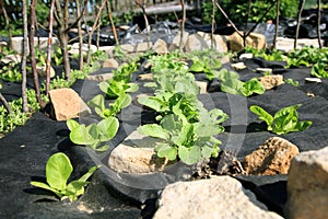 Building a vegetable and herb formal garden.