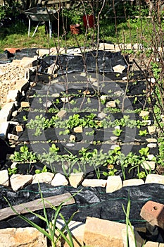 Building a vegetable and herb formal garden.