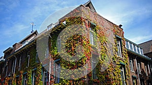 Building wrapped by vegetation