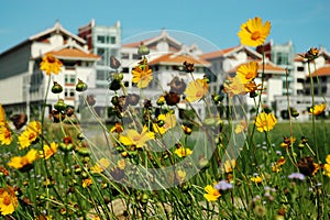 Buildings in flowersÃ¯Â¼Å Xiamen University
