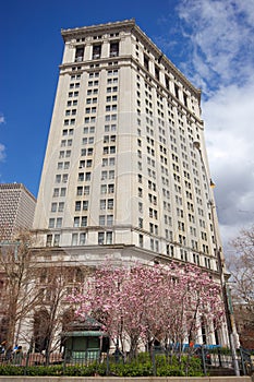 Buildings and Magnolia trees in flower near City Hall lower Manhattan photo