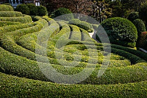 Buis cut in landscape garden in France photo