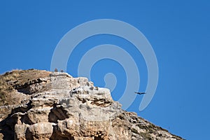 Vultures resting and flying on the sky photo