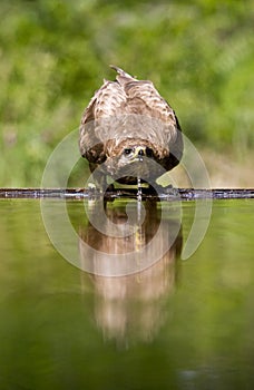 Buizerd, Common Buzzard, Buteo buteo