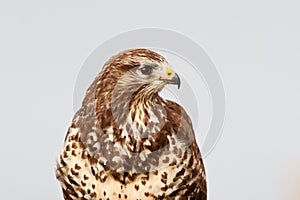 Buizerd, Common Buzzard, Buteo buteo