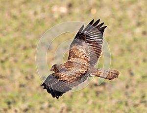 Buizerd, Common Buzzard, Buteo buteo