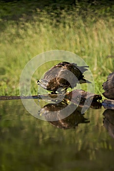Buizerd, Common Buzzard, Buteo buteo