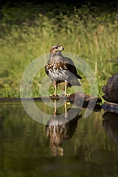 Buizerd, Common Buzzard, Buteo buteo
