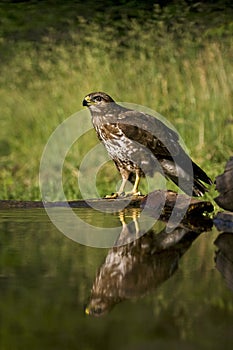 Buizerd, Common Buzzard, Buteo buteo