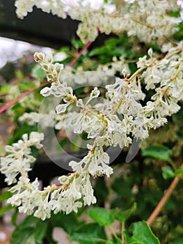bukhara fleeceflower white lace blooming