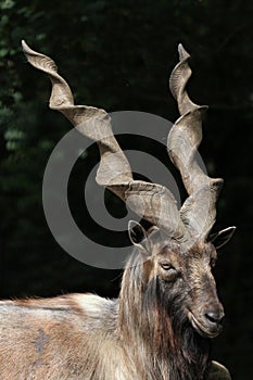 Bukharan markhor (Capra falconeri heptneri).