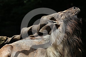 Bukharan markhor (Capra falconeri heptneri).