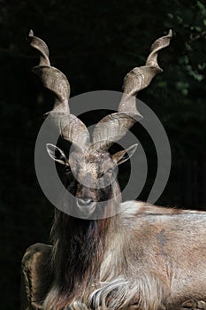 Bukharan markhor (Capra falconeri heptneri).