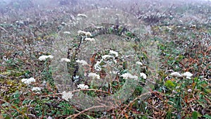 Buki flowers white flowers