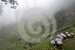 Bukit Larut is one of tourist attraction in Taiping can be reached by 4x4 ride with serene foggy environment weather.