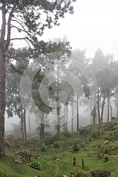 Bukit Larut is one of tourist attraction in Taiping can be reached by 4x4 ride with serene foggy environment weather.
