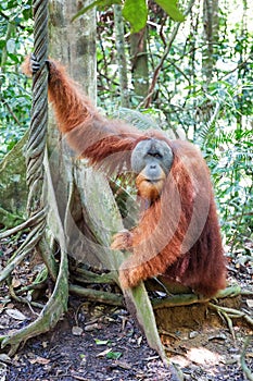 Bukit Lawang jungle Orangutan