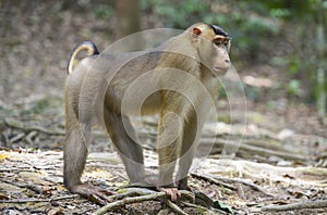 Bukit Lawang, Sumatra, Indonesia