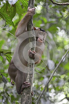 Bukit Lawang, Sumatra, Indonesia