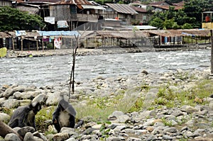 Bukit lawang village and Thomas`s monkey, sumatra