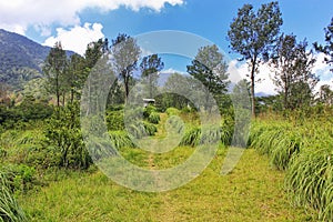 Bukit and top grass, Bogor, Indonesia