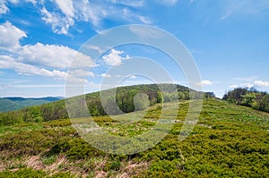 Mountain meadow in Bukovske vrchy - beech forests in Poloniny in Slovakia