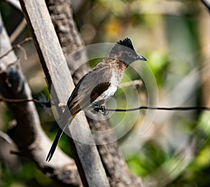 Bul bul perched on a fence. A small bird.