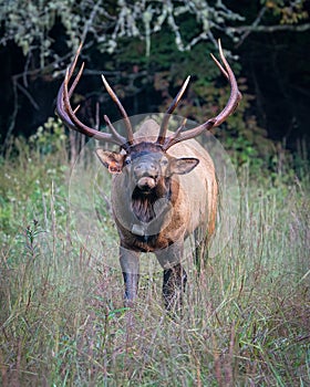 Bul Elk Bugling