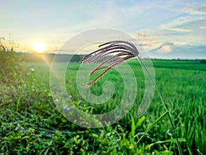 Bulang Grass can grow in cramped, watery or cold places and is therefore considered invasive photo