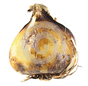 Bulb of camas or Indian hyacinth or Camassia isolated on white photo
