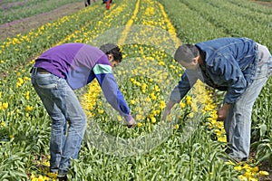 Bulb Field with colorful tulips and bulbs pickers
