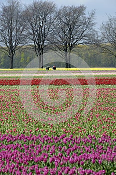 Bulb Field with colorful tulips and bulbs pickers