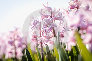 Bulb field full of purple flowering hyacinths in the bulb region in the Netherlands