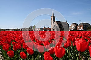 Bulb field in Holland