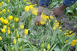 Bulb Field with yellow tulips