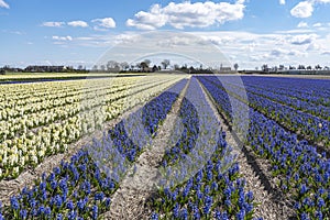 Bulb fields with endless rows of purple and white  hyacinths near Lisse, the Netherlands