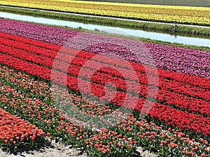 Bulb fields in Hillegom in the Netherlands.