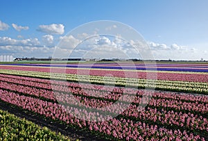 bulb-fields hyacinths Holland