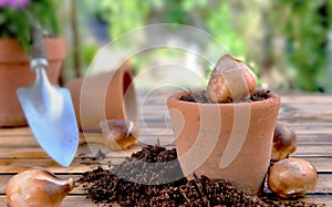 bulb of flowers in a terra cotta pot