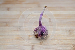 Bulb of fresh pungent purple garlic