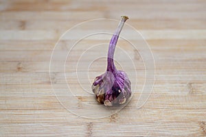 Bulb of fresh pungent purple garlic photo