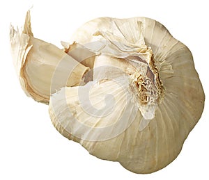 Bulb of garlic