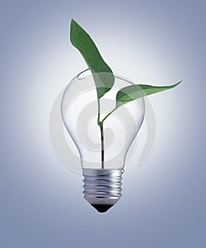 Bulb with green plant