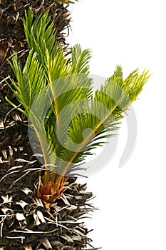 Bulb growing near the trunk of a cycas revoluta