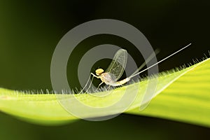 Bulb headed mayfly, Ephemera danica, Satara, Maharashtra