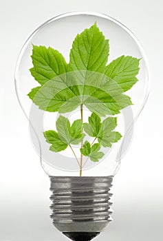 Bulb and leaf