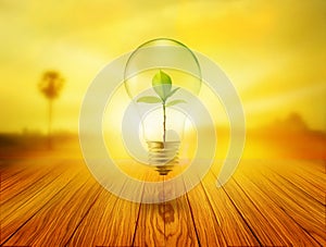 Bulb light with green tree inside on wooden in the sunrise, environment concept