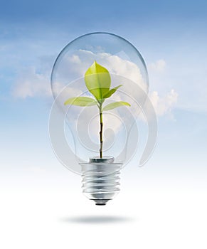 Bulb light with money green tree inside on sky blue cloud background