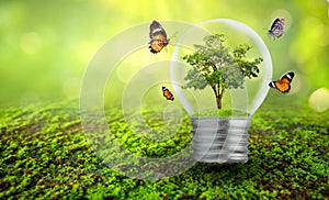 The bulb is located on the inside with leaves forest and the trees are in the light. Concepts of environmental conservation and